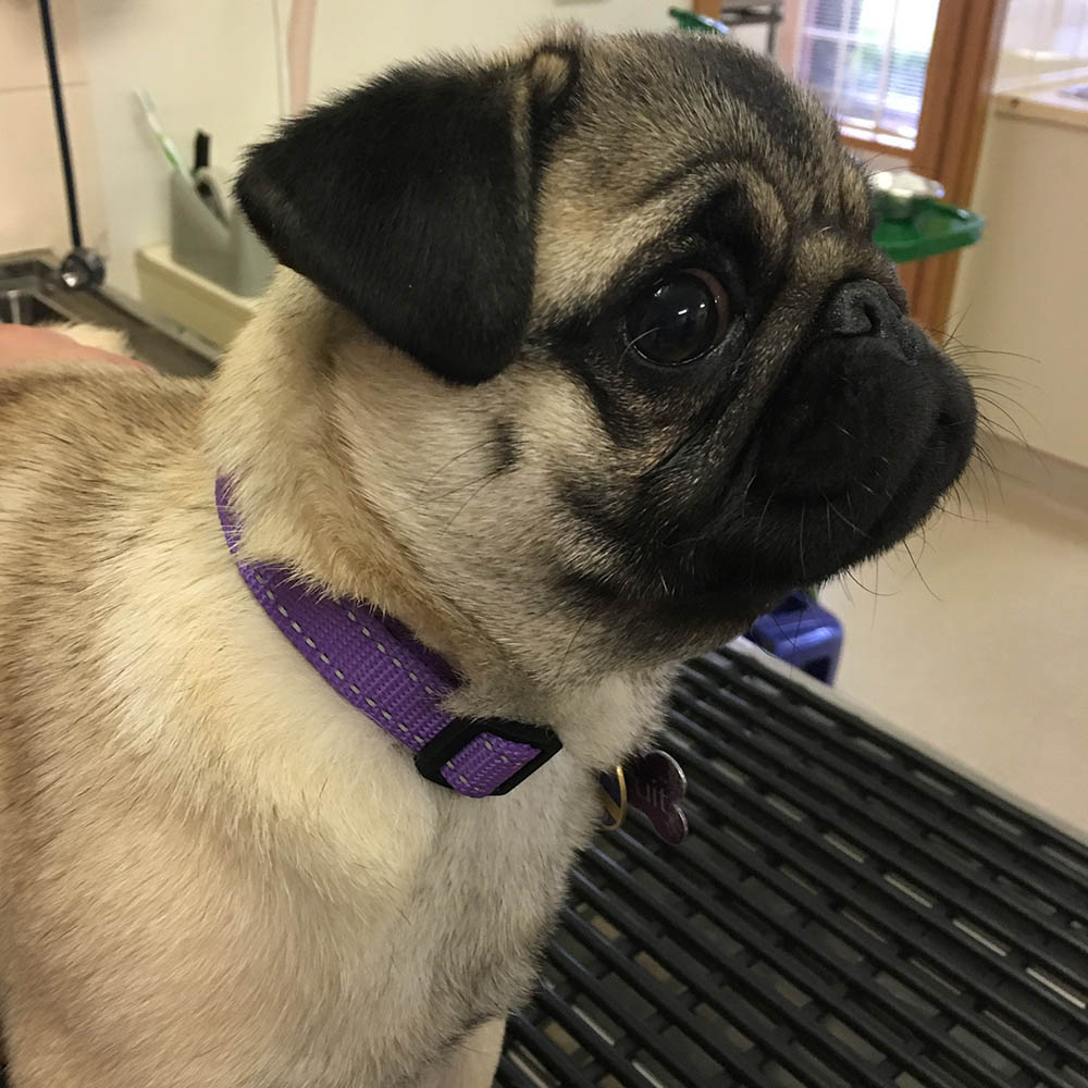 DecemberDogcopy Hoppers Crossing Veterinary Clinic & Hospital