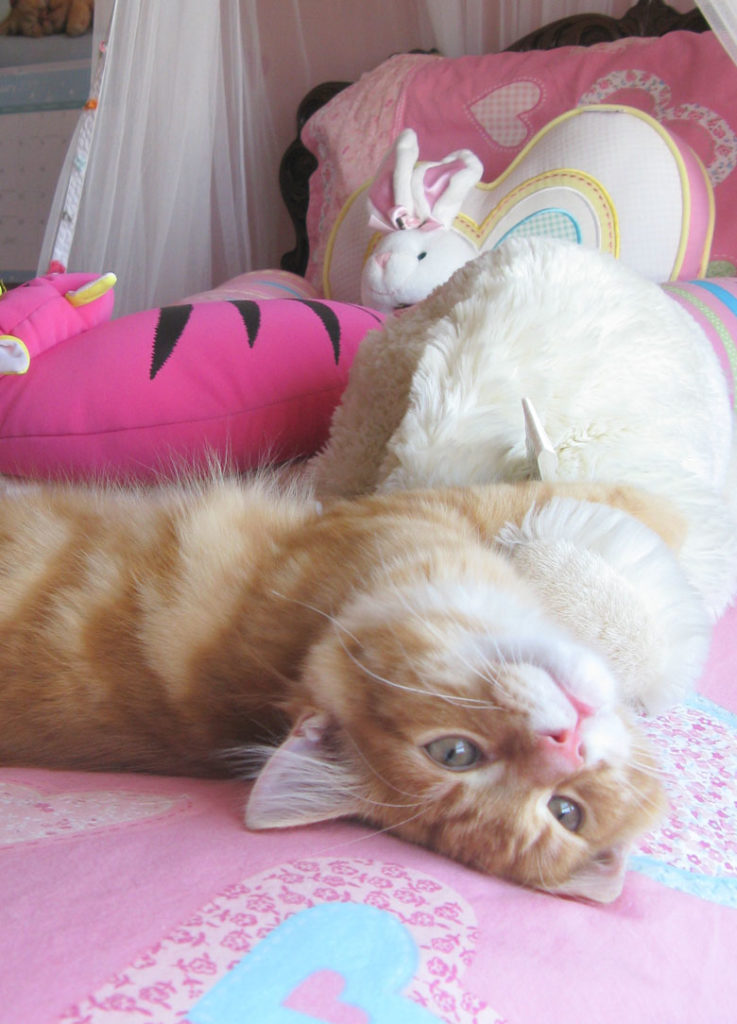 Microchipping Hoppers Crossing Veterinary Clinic & Hospital