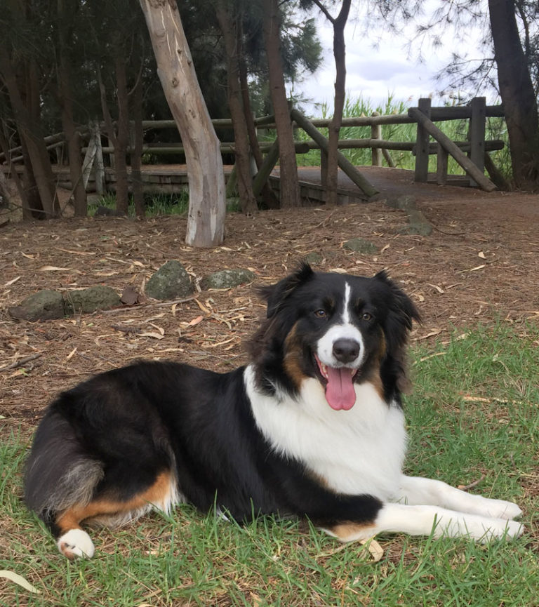 Affordable Veterinary Vaccinations at Hoppers Crossing Vet