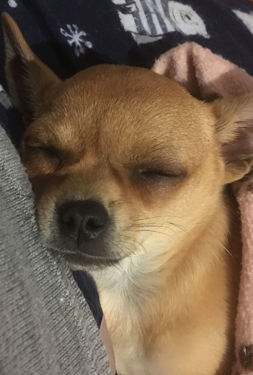 Flea Control Hoppers Crossing Veterinary Clinic & Hospital