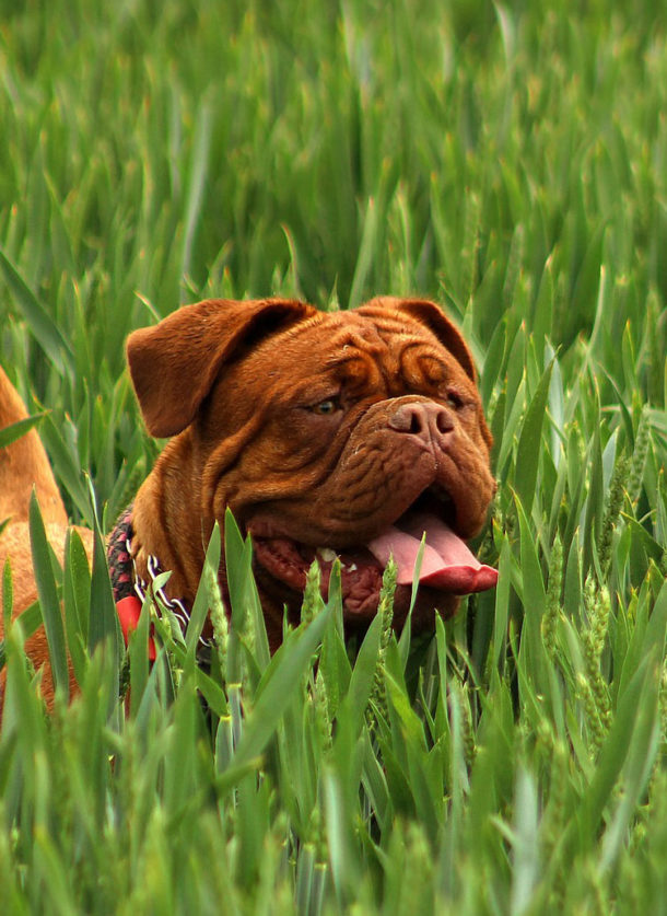 Skin Problems, Dermatology Hoppers Crossing Veterinary Clinic & Hospital