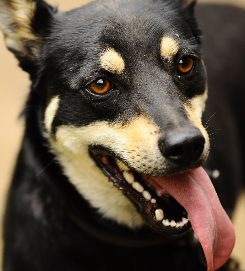 Flea Control and Skin Care Products at Hoppers Crossing Vet