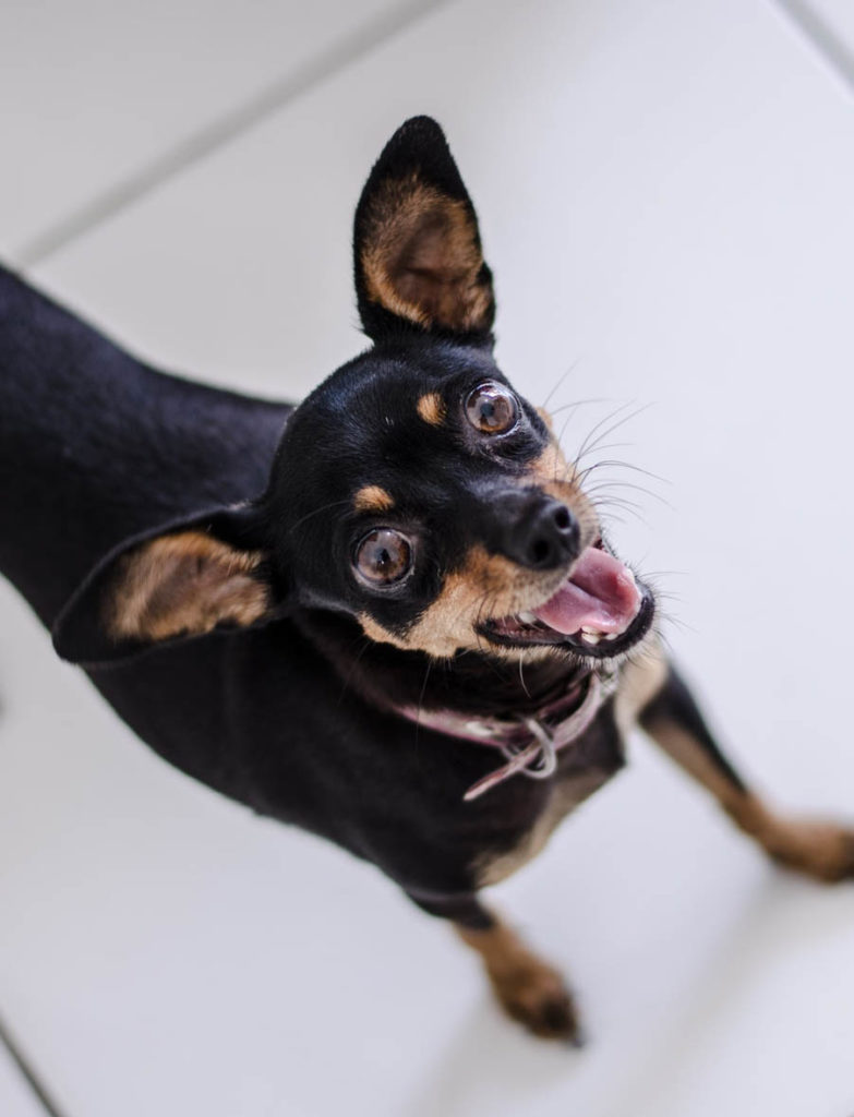 Dentistry for Pets Hoppers Crossing Veterinary Clinic & Hospital