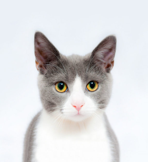 Consultant Internal Medicine and Ultrasound Hoppers Crossing