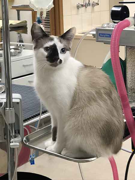 Hoppers Crossing Vet - Meet our Team - Gus